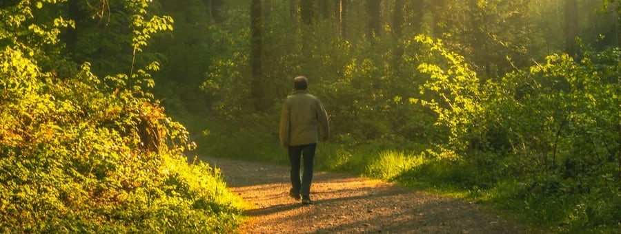strolling on a woodland path